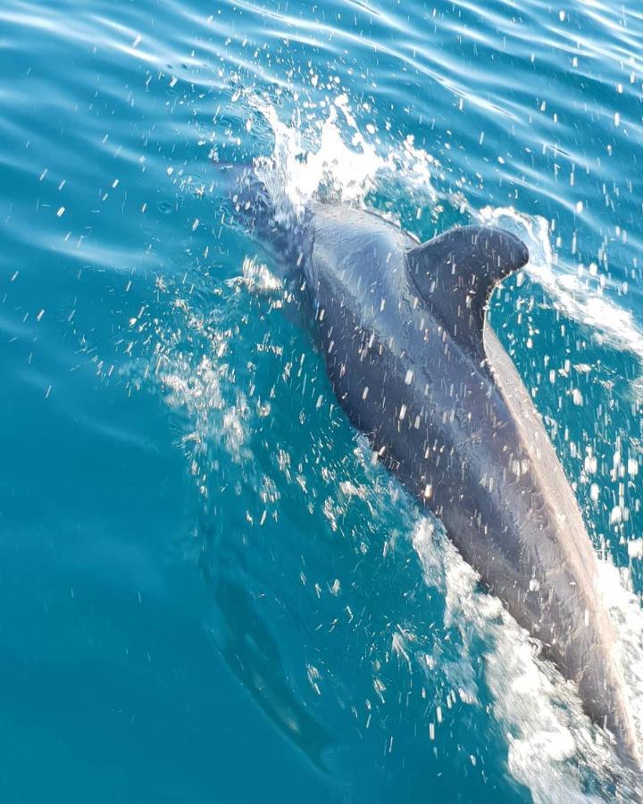 Dolphin Dhow Beach Safaris Виланкулос Екстериор снимка