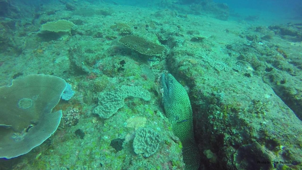 Dolphin Dhow Beach Safaris Виланкулос Екстериор снимка